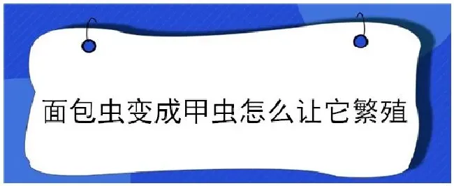 面包虫变成甲虫怎么让它繁殖 | 三农问答