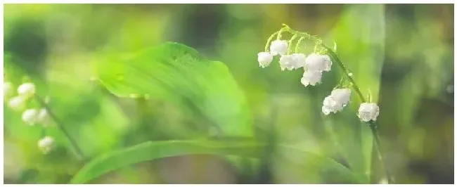 铃兰这种植物怕什么 | 生活常识