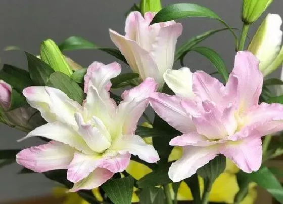 植物常识问题|过生日送百合花代表什么意思 朋友生日送百合花的寓意