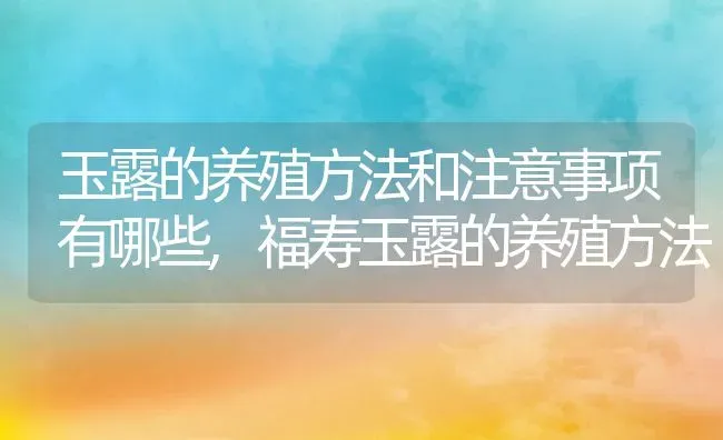 玉露的养殖方法和注意事项有哪些,福寿玉露的养殖方法 | 养殖常见问题