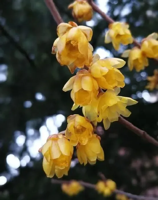 植物常识问题|梅花十大稀有品种