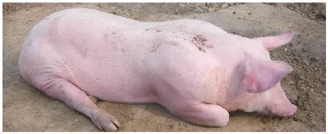 母猪胎死腹中多久排出 | 农业问题