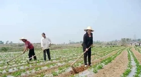 植物常识问题|春花生什么时间播种合适（春花生种植与管理注意事项）