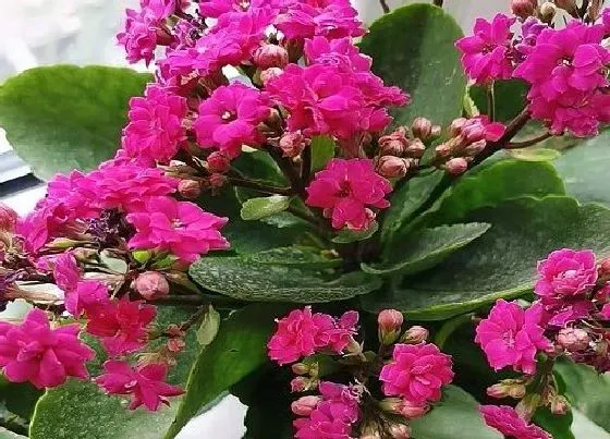 植物常识问题|长寿花冬春如何促花能轻松开成花球