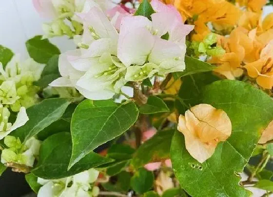 植物常识问题|三角梅打芽控水有哪些技巧