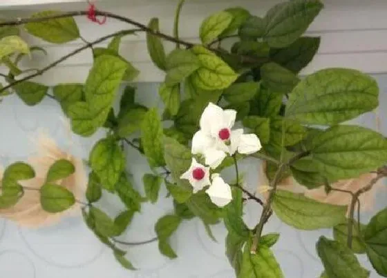 植物常识问题|龙吐珠不开花如何养护