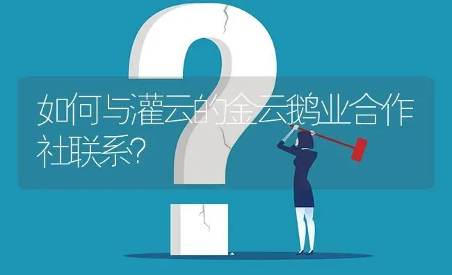 如何与灌云的金云鹅业合作社联系? | 养殖问题解答