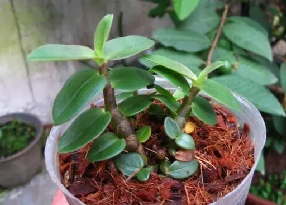 植物常识问题|鲜石斛的功效与作用及食用方法