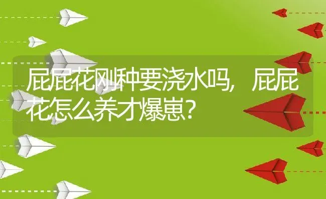 屁屁花刚种要浇水吗,屁屁花怎么养才爆崽？ | 养殖常见问题