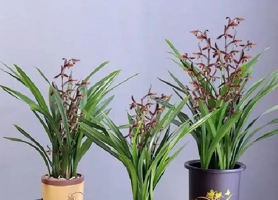 植物常识问题|兰花叶片焦尖是什么原因及如何解决