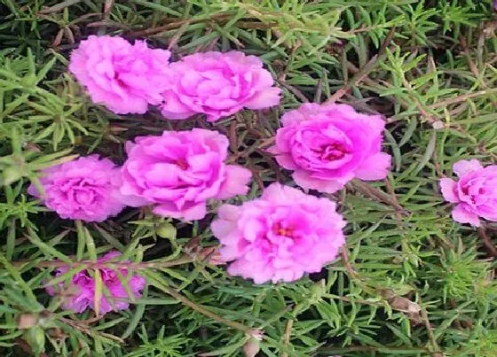 植物常识问题|太阳花越冬的养护技巧