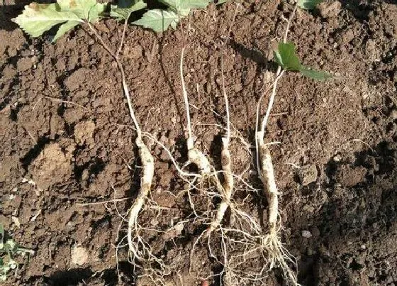 植物常识问题|西洋参和人参的区别