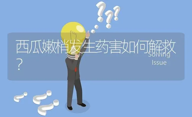 西瓜嫩梢发生药害如何解救? | 养殖问题解答