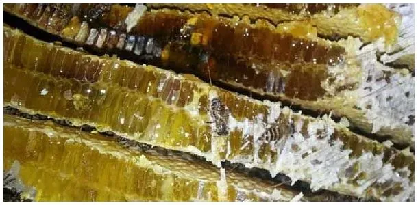 新鲜的蜂蜜可以放多久？ | 农业常识