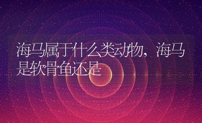 海马属于什么类动物,海马是软骨鱼还是 | 养殖常见问题