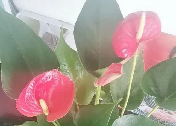 植物常识问题|红掌花适合室内还是室外养