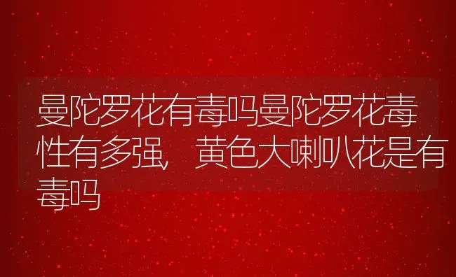 曼陀罗花有毒吗曼陀罗花毒性有多强,黄色大喇叭花是有毒吗 | 养殖常见问题