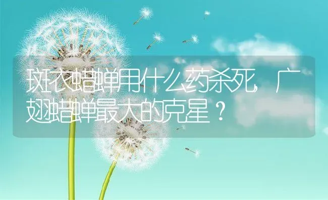 斑衣蜡蝉用什么药杀死,广翅蜡蝉最大的克星？ | 养殖常见问题