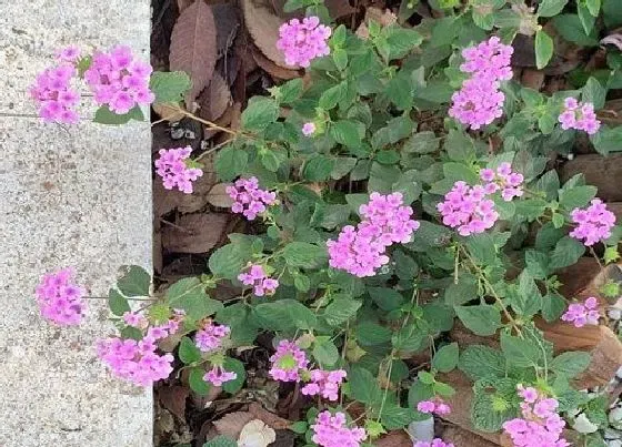 植物常识问题|怎么修剪五色梅造型美观