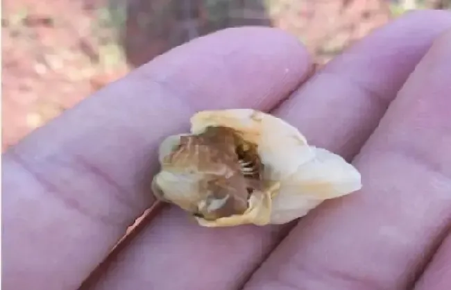 植物常识问题|猕猴桃花腐病用什么药防治（目前猕猴桃花腐病防治措施）