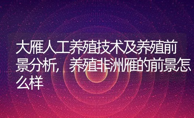 大雁人工养殖技术及养殖前景分析,养殖非洲雁的前景怎么样 | 养殖常见问题