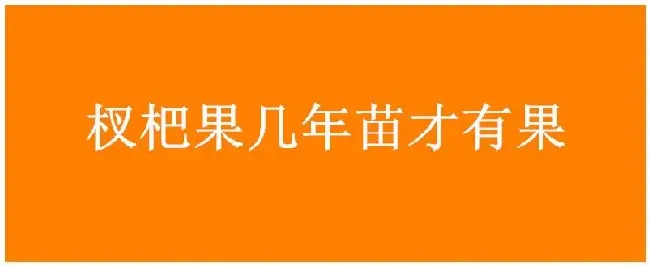 杈杷果几年苗才有果 | 三农答疑