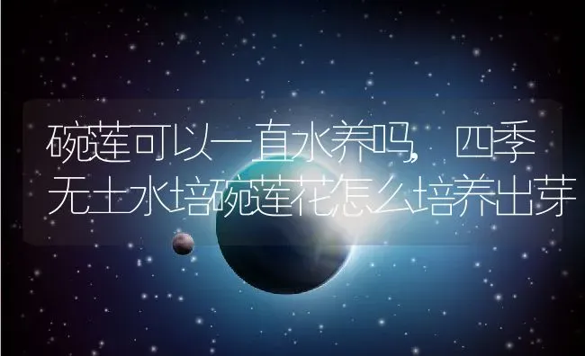 碗莲可以一直水养吗,四季无土水培碗莲花怎么培养出芽 | 养殖常见问题