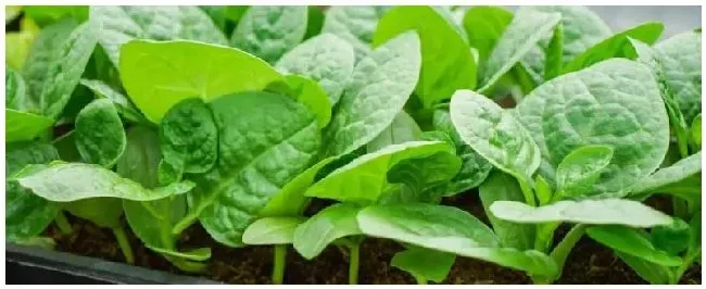 木耳菜怎么种附冬季种植方法 | 科普知识