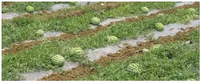 露地西瓜种植注意事项 | 生活常识