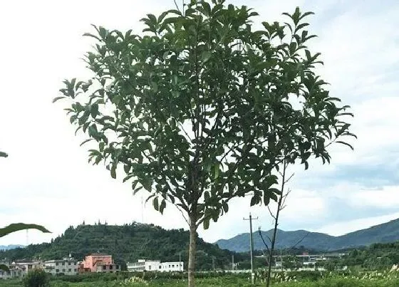 植物常识问题|冬季如何修剪桂花可以尽快长出侧枝