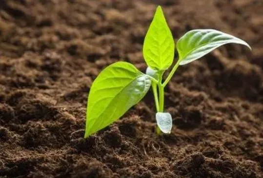 露地辣椒种植方法和时间,樟树港辣椒种植方法？