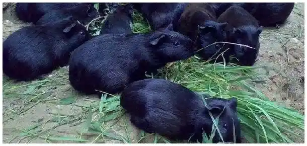 黑豚怎样宰杀的 | 三农答疑