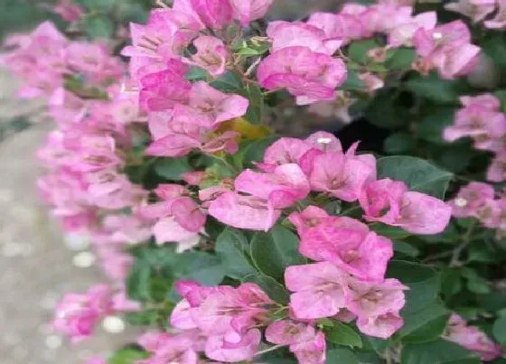 植物常识问题|三角梅打芽控水有哪些技巧