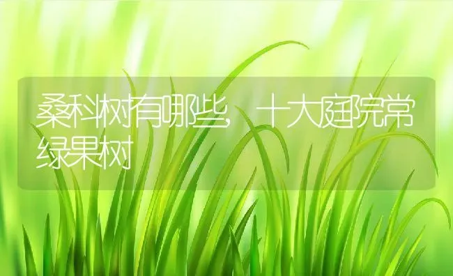 桑科树有哪些,十大庭院常绿果树 | 养殖常见问题