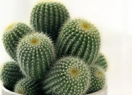 植物常识问题|仙人球品种