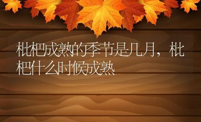 枇杷成熟的季节是几月,枇杷什么时候成熟 | 养殖常见问题
