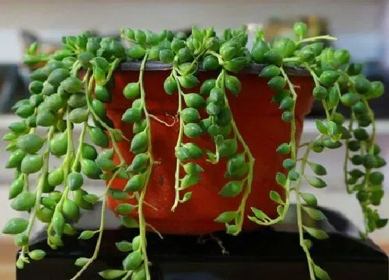 植物常识问题|佛珠吊兰如何扦插养护
