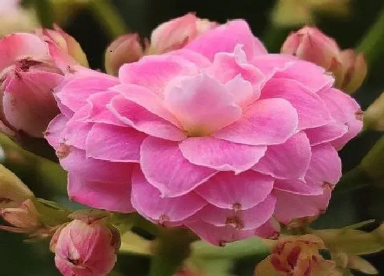 植物常识问题|长寿花冬春如何促花能轻松开成花球