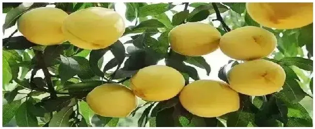 梨多久挂果 | 农业问题