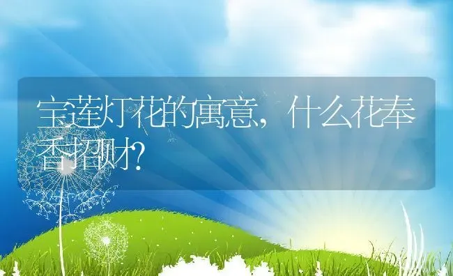 宝莲灯花的寓意,什么花奉香招财？ | 养殖常见问题