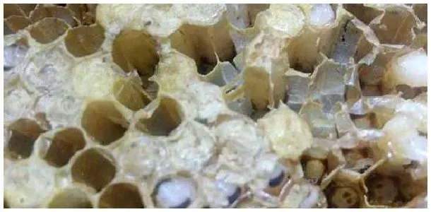 蜂箱里面长棉虫怎么办？ | 农业常识