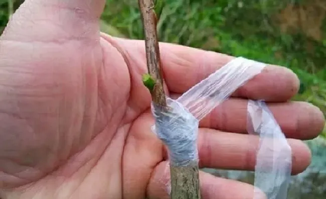 植物常识问题|嫁接花木用什么东西固定捆绑（嫁接花木多长时间拆掉包装）