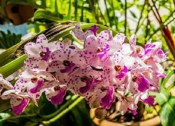 植物常识问题|兰花秋季怎么养花期蹭蹭蹿花箭