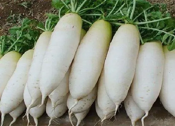 植物常识问题|吃茎的蔬菜有什么（平时吃植物的茎的蔬菜有哪些）