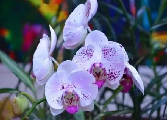 植物常识问题|蝴蝶兰养护用到哪些植料