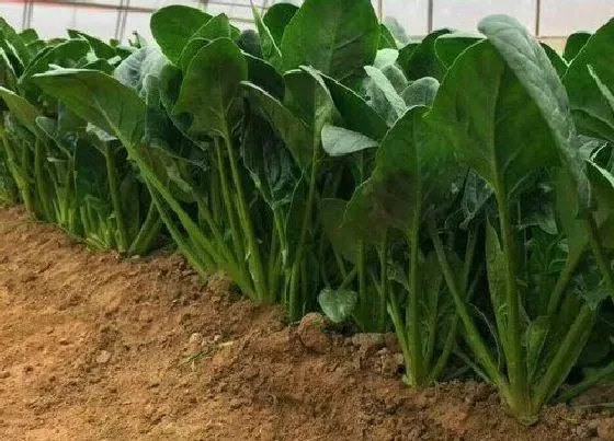 植物常识问题|菠菜什么时候种最合适 怎么种菠菜比较容易出苗