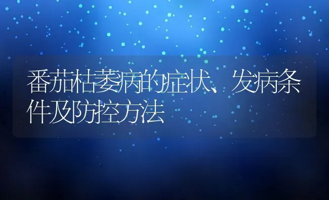 番茄枯萎病的症状、发病条件及防控方法 | 养殖常见问题