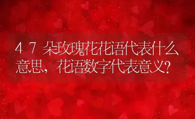 47朵玫瑰花花语代表什么意思,花语数字代表意义？ | 养殖常见问题