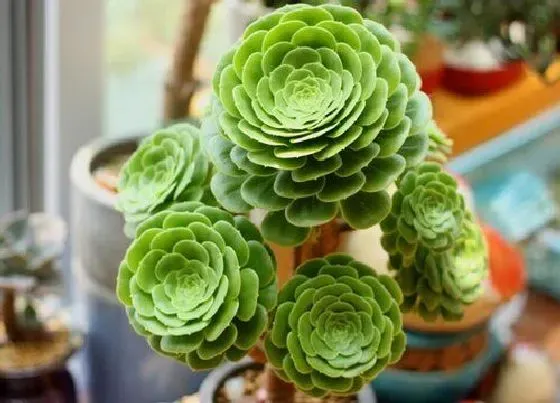 植物常识问题|玉龙观音的扦插方法