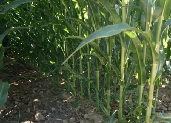 植物常识问题|夏玉米高产栽培技术要点（夏季种植玉米要注意什么措施）